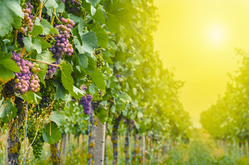 Obraz premium Vineyards at sunset.