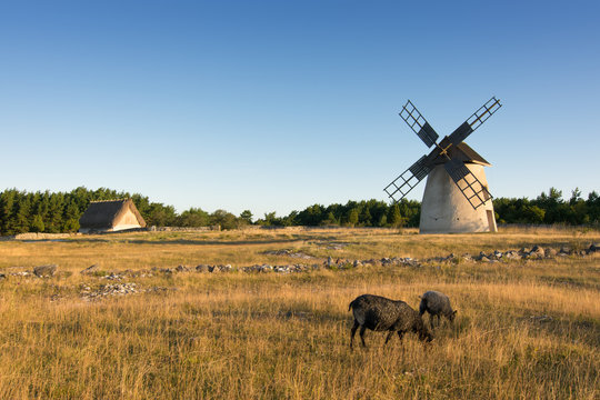 Schafe, Windm&uuml;hle und Schafstall auf der Insel F&aring;r&ouml;, Schweden