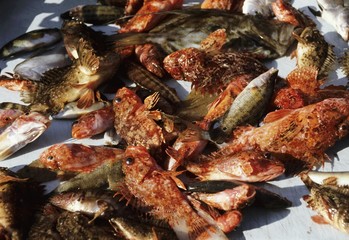 Saltwater Fish Assortment