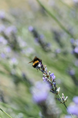 Honigbiene (Apis mellifera) an einer Lavendelblüte