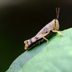 Grasshopper Resting on Green Leaf in the Garden