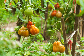 Obraz premium Tomatoes