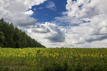 Sunflower field and a beautiful sky with clouds