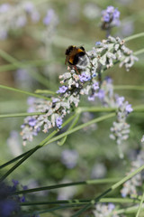 Honigbiene (Apis mellifera) an einer Lavendelblüte