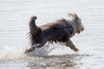 Hund am Strand