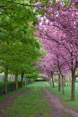 Naklejka premium Sendero de Parque entre Castaños y Cerezos japoneses