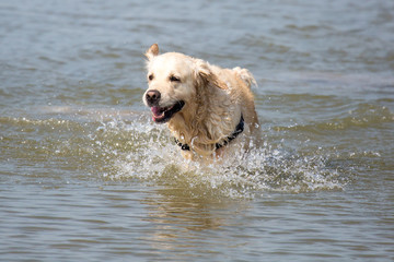 Hund am Strand
