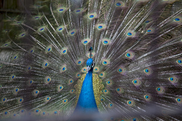 Naklejka premium A beautiful peacock in the cage.