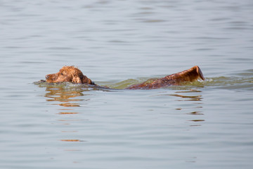 Fototapeta premium Hund am Strand