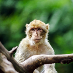 Beautiful macaco monkeys in the forest