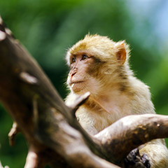 Beautiful macaco monkeys in the forest