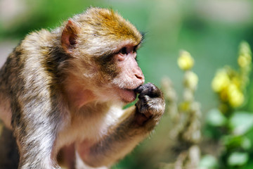 Beautiful macaco monkeys in the forest