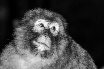 Emotional close-up portrait of mocaco monkey