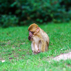 Beautiful macaco monkeys in the forest