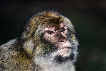 Obraz premium Emotional close-up portrait of mocaco monkey