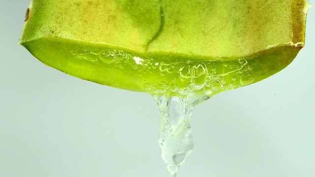 Aloe, Saft tropft aus Blatt