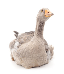 Grey goose.