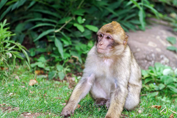 Beautiful macaco monkeys in the forest