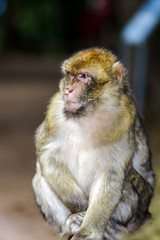 Emotional close-up portrait of mocaco monkey