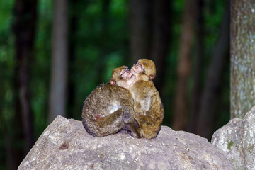 Two monkeys sleeping on the stone