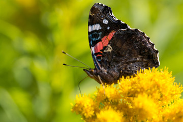 Schmetterling