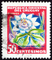 Postage stamp Uruguay 1954 Passion Flower, Flowering Plant