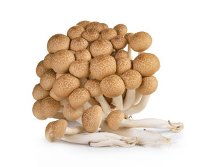 Fototapeta na wymiar Brown beech mushrooms isolated on white background