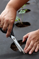 planting strawberry seedling