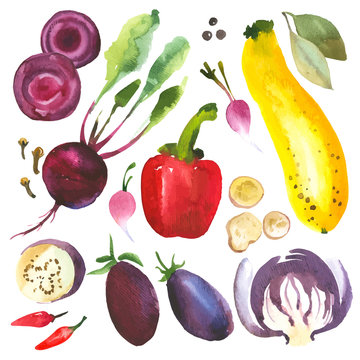 Watercolor vegetables and herbs. Provencal style. Recent watercolor paintings of organic food. Onion, radishes, eggplant, cabbage, zucchini, pepper, bay leaves, beetroot, ginger
