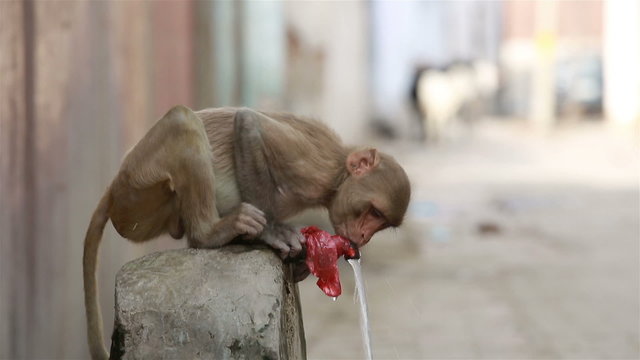 Monkey drinking water from the tap on the street of Indian town.