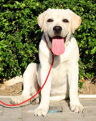 a yellow happy labrador puppy in garden