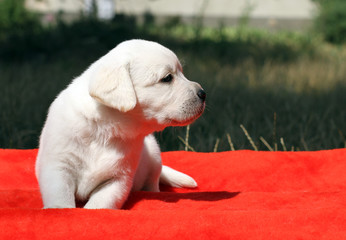 a nice labrador puppy on a red background