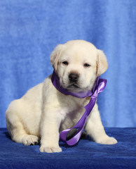 nice labrador puppy on a blue background