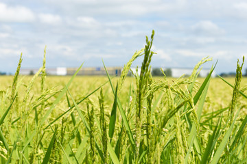Rice grain detail in field