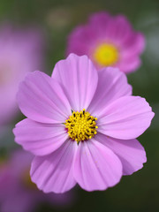 Fototapeta premium コスモスの花