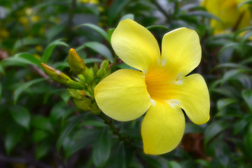 Fototapeta na wymiar Desert rose, Impala lily, yellow flower in a home garden