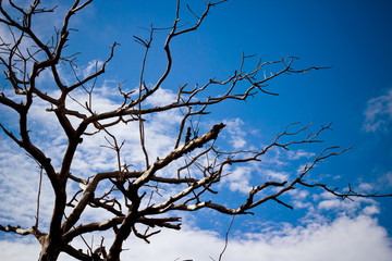 High altitude dead tree under blue sky.