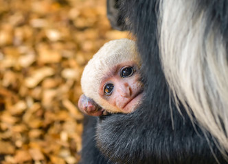 Baby of the Mantled guereza