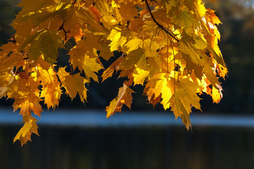 Maple tree branch