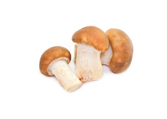 Shiitake mushroom on the White background