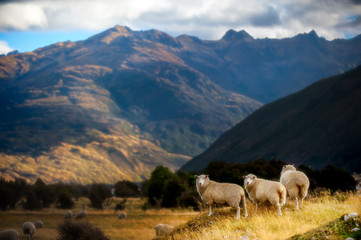 Mountain landscape with grazing sheep