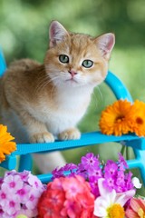 Fototapeta na wymiar Британский золотой котенок сидит на голубом кресле