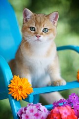 Британский котенок сидит на кресле