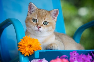 Golden the kitten is lying on the armchair