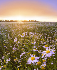 Sunflowers field - 89438716
