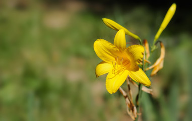 petals yellow flowers close-up