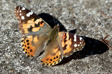 Painted Lady Butterfly - Vanessa cardui