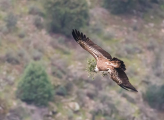 Griffon vulture in flight with twig in its beak. Photographed at the National Park Monfragüe. Spain.