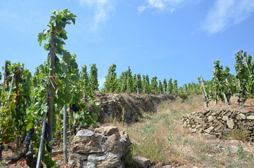 Vigne côte-rôtie ( AOC ) grand cru Rhône - Vignoble