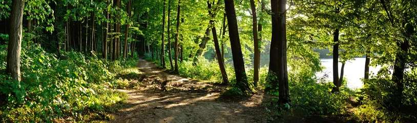 Deurstickers pad in het bos © tarasylo